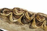 Fossil Irish Elk (Megaloceros) Jaw Section - North Sea Deposits #264733-4